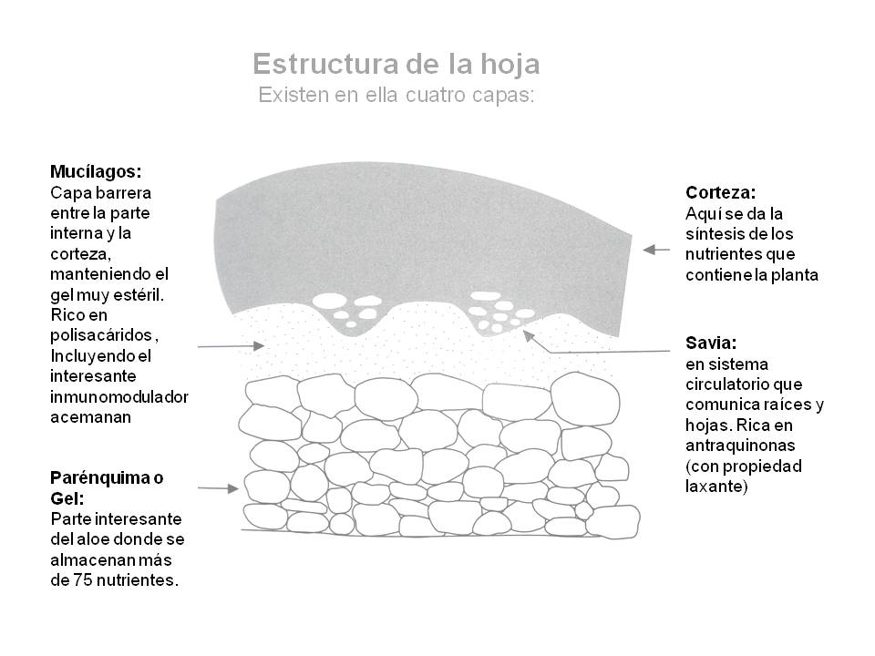 capas