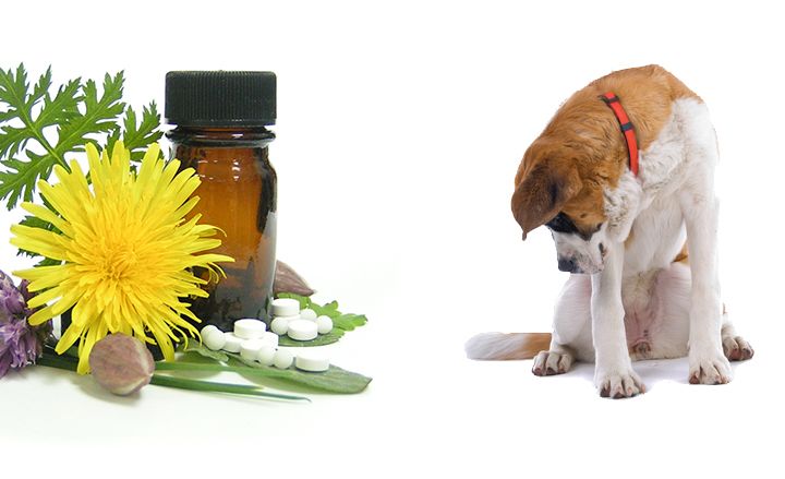 Homeopatía para perros, gatos,