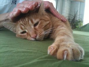 AnimalReiki2