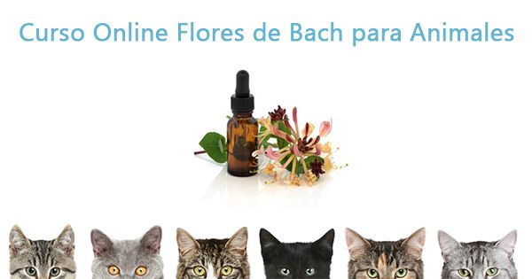 Caso sencillo pero muy útil: Flores de Bach en gatos