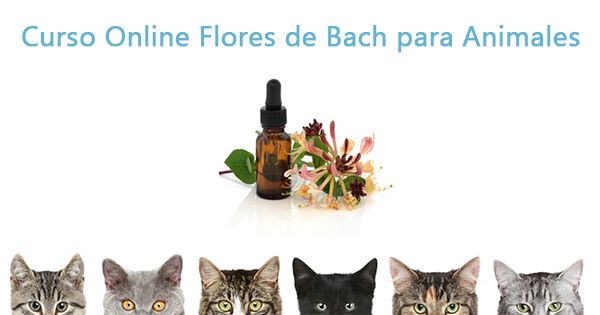 Caso sencillo pero muy útil: Flores de Bach en gatos Caso sencillo pero muy útil: Flores de Bach en gatos