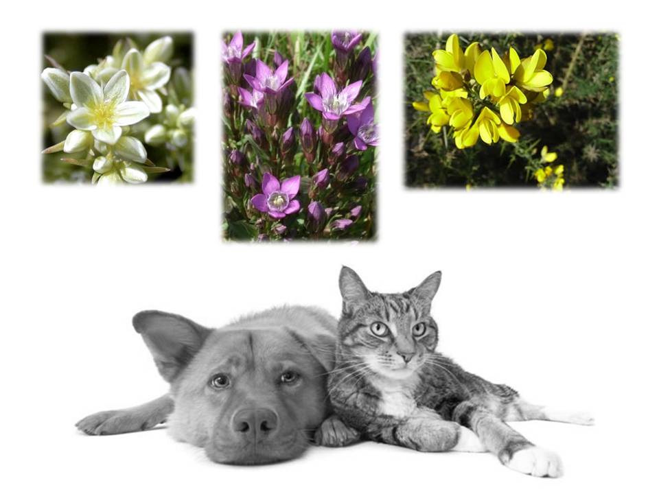 Flores de Bach en Veterinaria Flores de Bach en Veterinaria