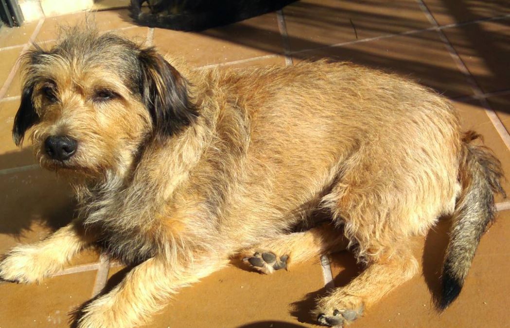 Dieta para perros con cancer de higado