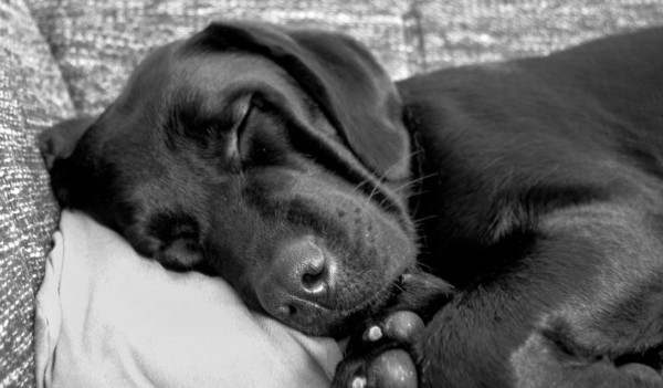 perro durmiendo