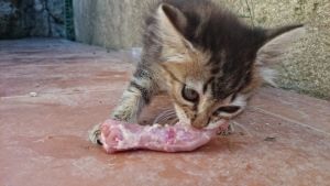 Gatito_BARF