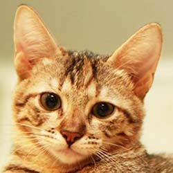 saludnaturalgatos