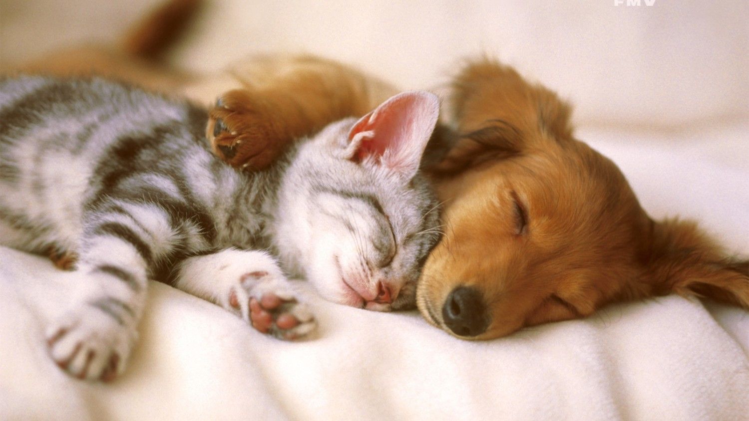Cat-And-Dog-Wallpaper_6
