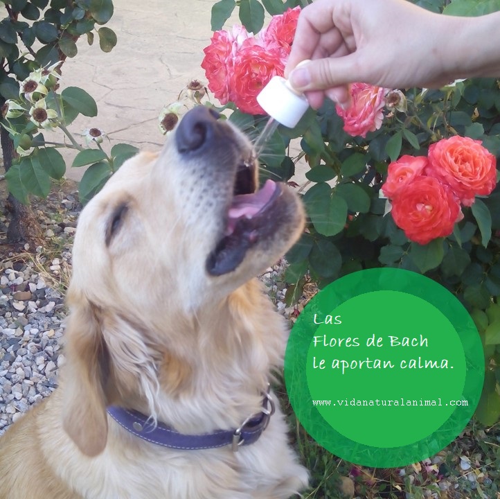 Como tomar flores de bach