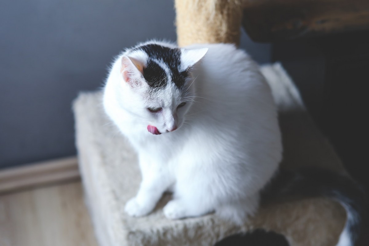 animal-cute-fur-white