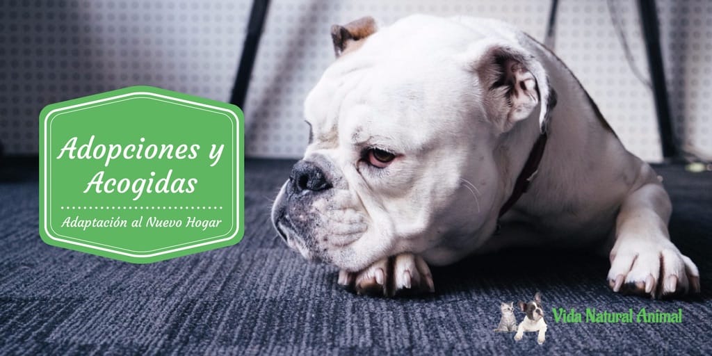 adopciones-y-acogidas-curso Adopciones y Acogidas Curso