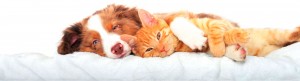 vida_natural_animal_slider02