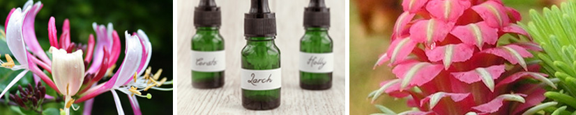 larch