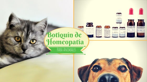 remedios caseros para infecciones en la piel de perros
