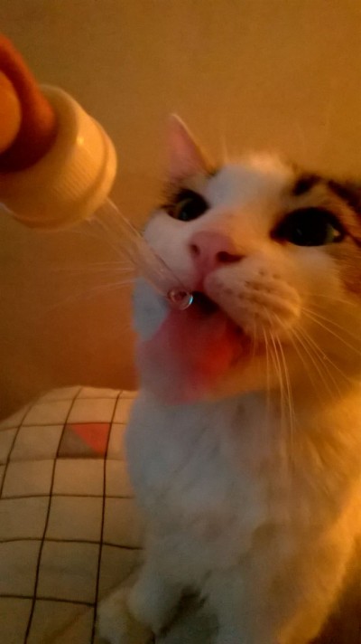 gato tomando homeopatia 1
