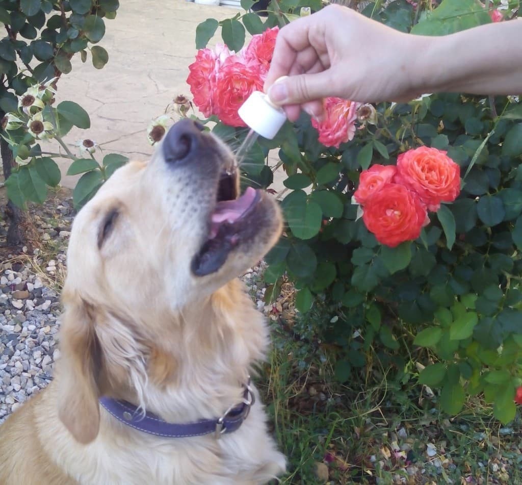 perro-tomando-flores-de-bach-2 perro tomando flores de bach