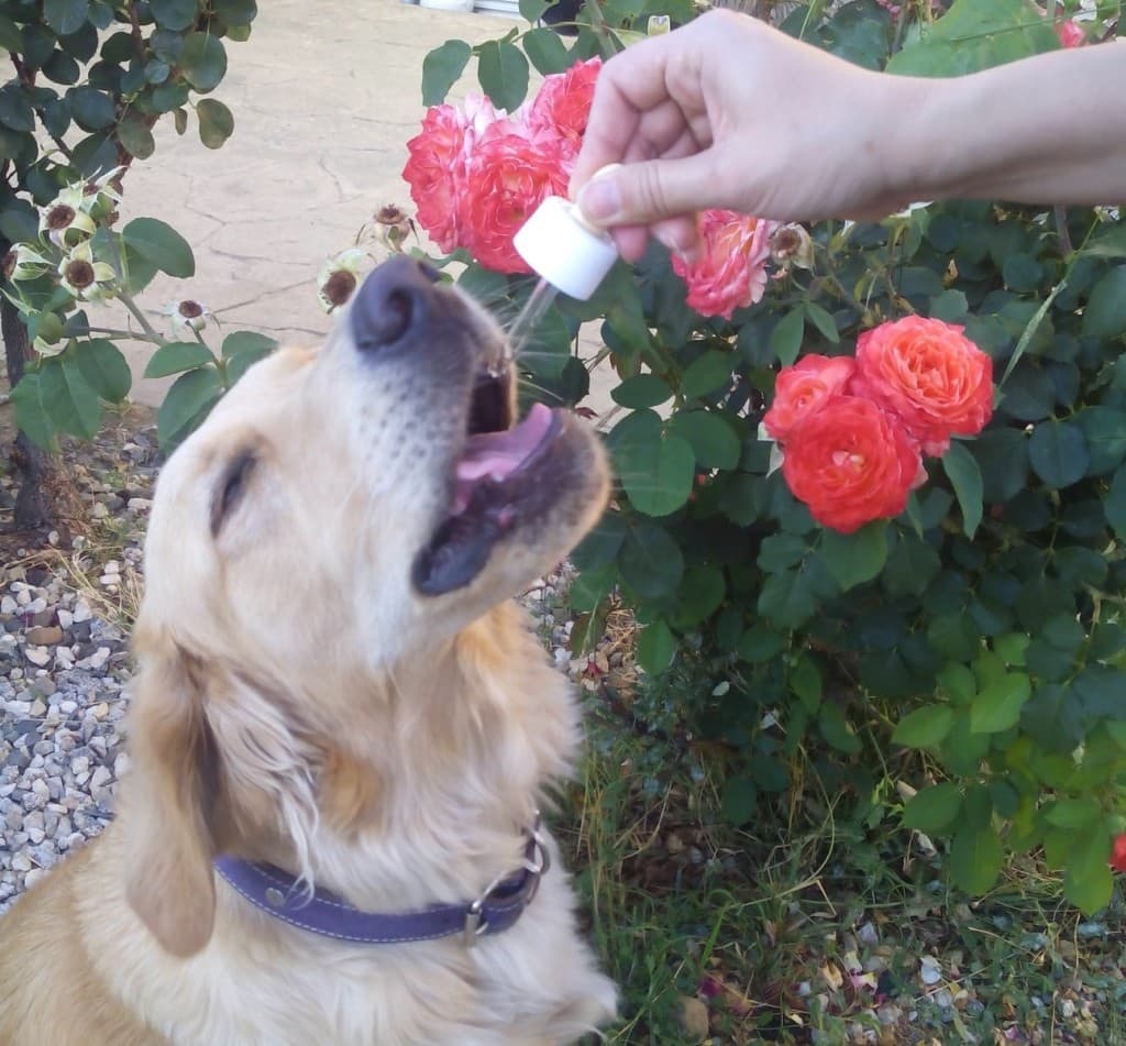 perro tomando flores de bach