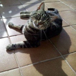 cuadrat gato daka