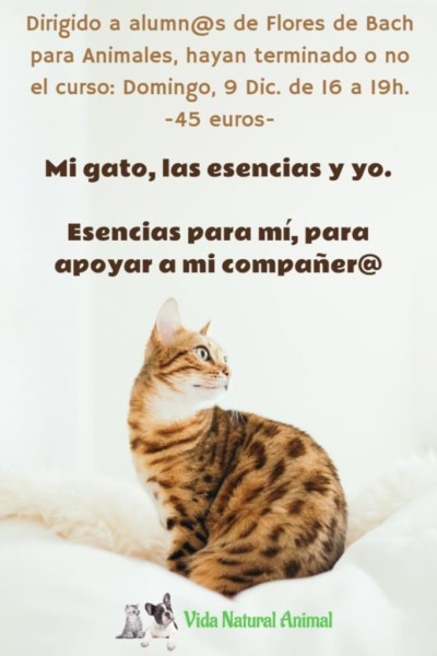 mi-gato-las-esencias-y-yo mi gato las esencias y yo