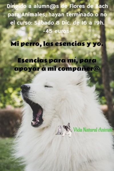 mi-perro-las-esencias-y-yo mi perro las esencias y yo