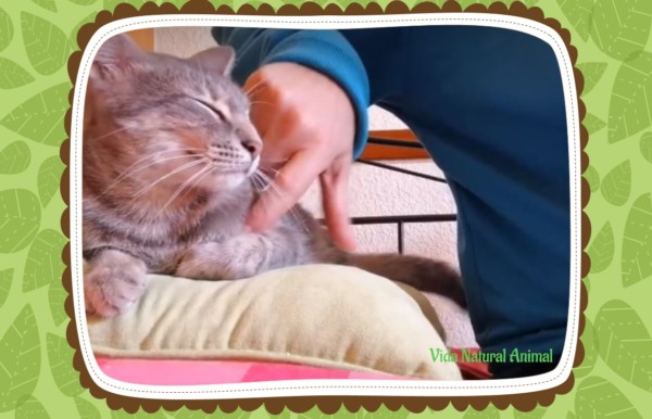 EFT portada mini curs 2019 haciendo eft tapping a un gato