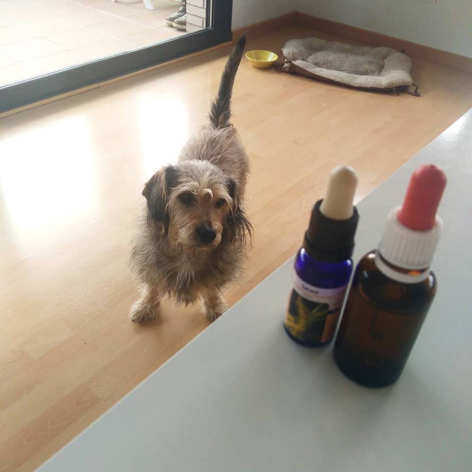 klim flores de bach perros perro tomando flores de bach