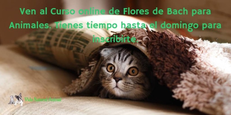 video-de-flores-de-bach-y-gatos gato atigrado escondido