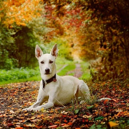 Terapias naturales que mejoran la convivencia con tu perro 4