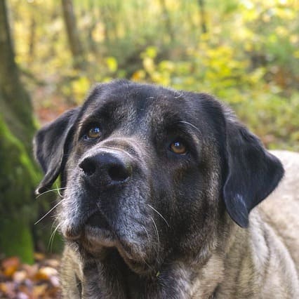 Terapias naturales que mejoran la convivencia con tu perro Terapias naturales que mejoran la convivencia con tu perro