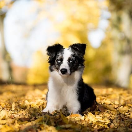 Terapias naturales que mejoran la convivencia con tu perro3 Terapias naturales que mejoran la convivencia con tu perro