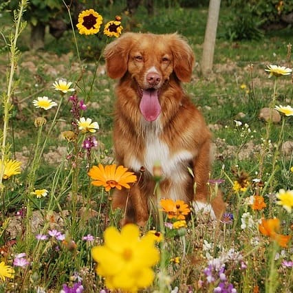 flores de bach y perros flores de bach y perros