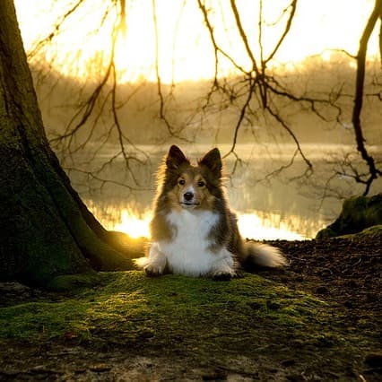 reiki y perros reiki y perros