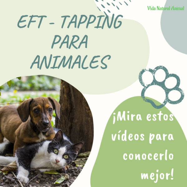 EFT descarga los videos