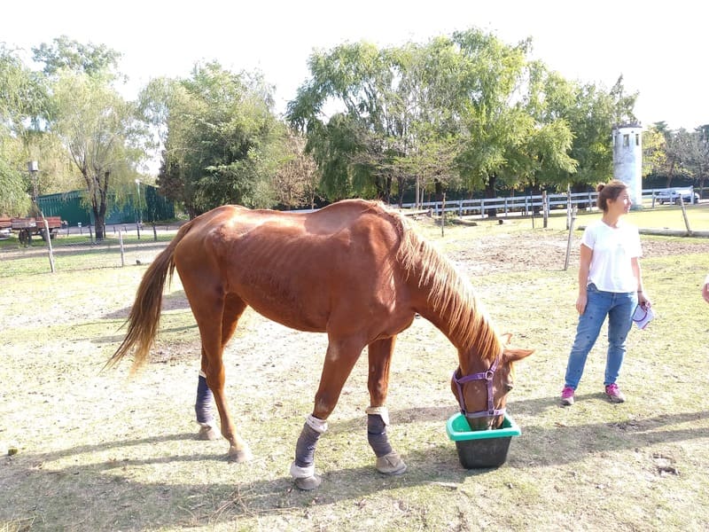 homeopatia caballo lucila ferrini