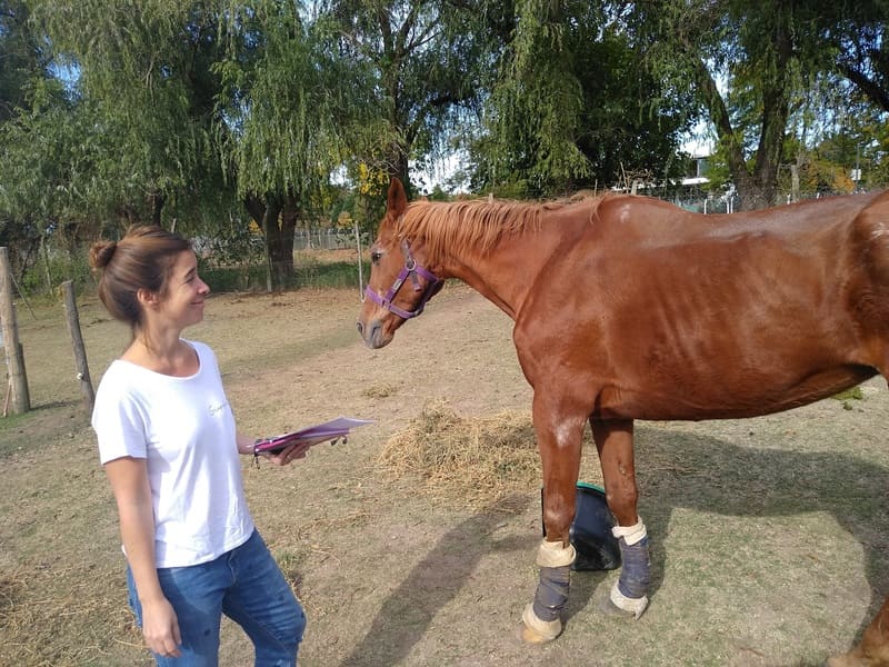 lucila ferrini homeopata caballo lucila ferrini homeopata caballo