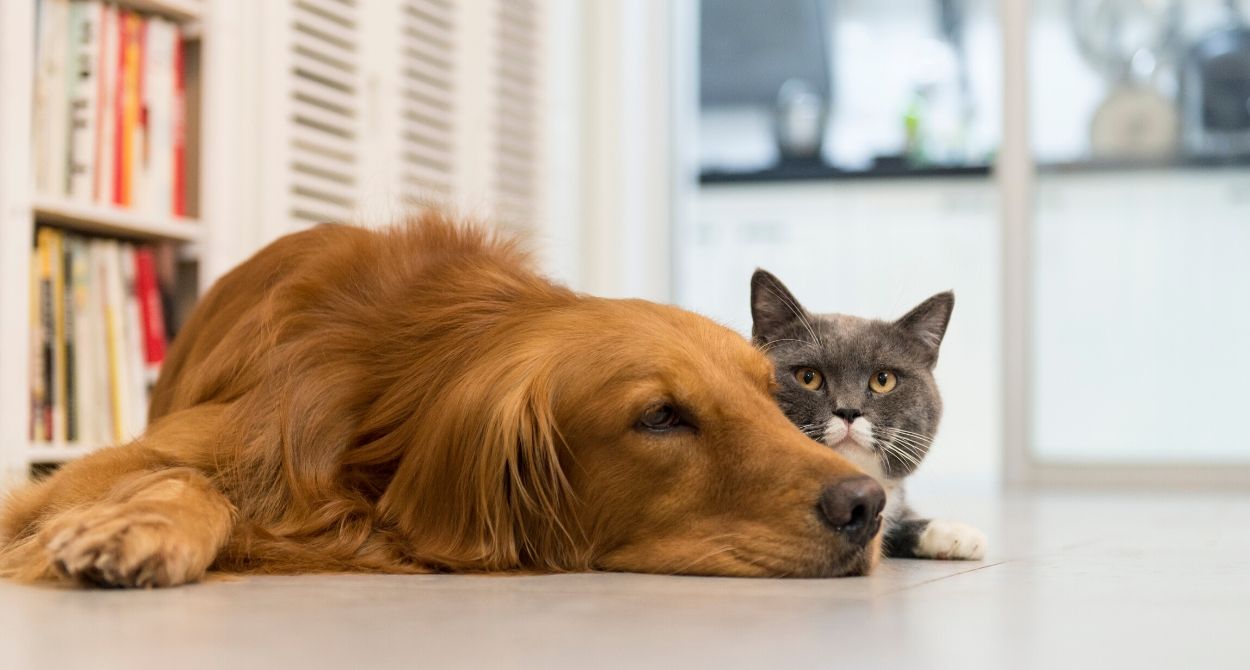 Fortaleciendo el Sistema Inmune de Perros y Gatos Fortaleciendo el Sistema Inmune de Perros y Gatos
