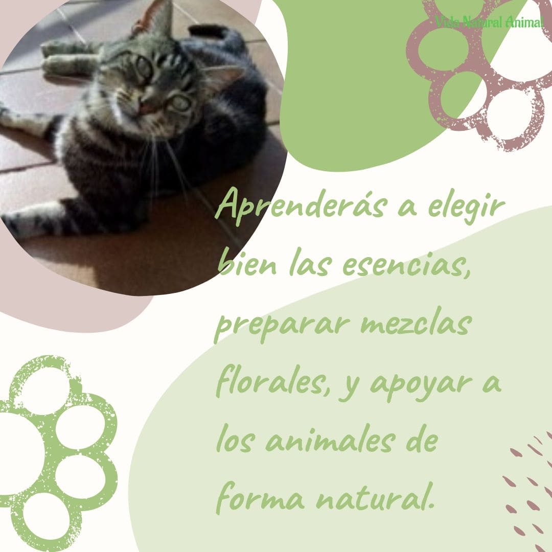 flores de bach para animales daka the cat (1) perro tomando flores de bach