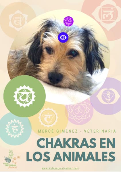 chakras en los animales Chakras en los Animales