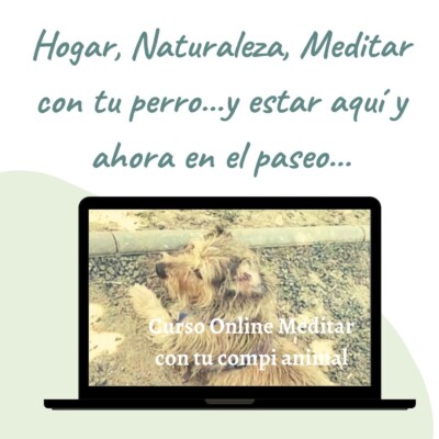 medita con tu compi perro