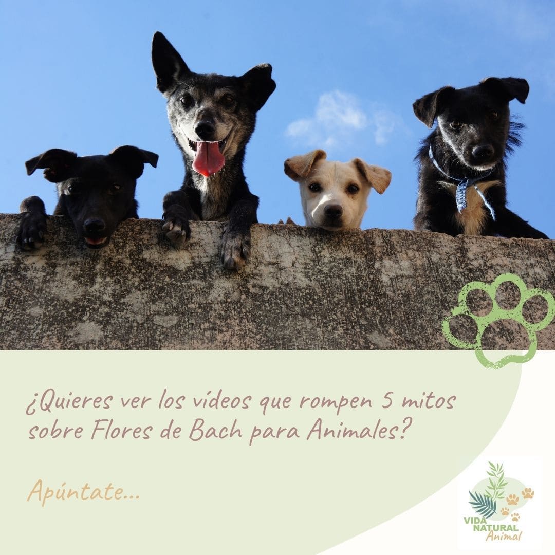 quieres_ver_mitos (1) mitos flores