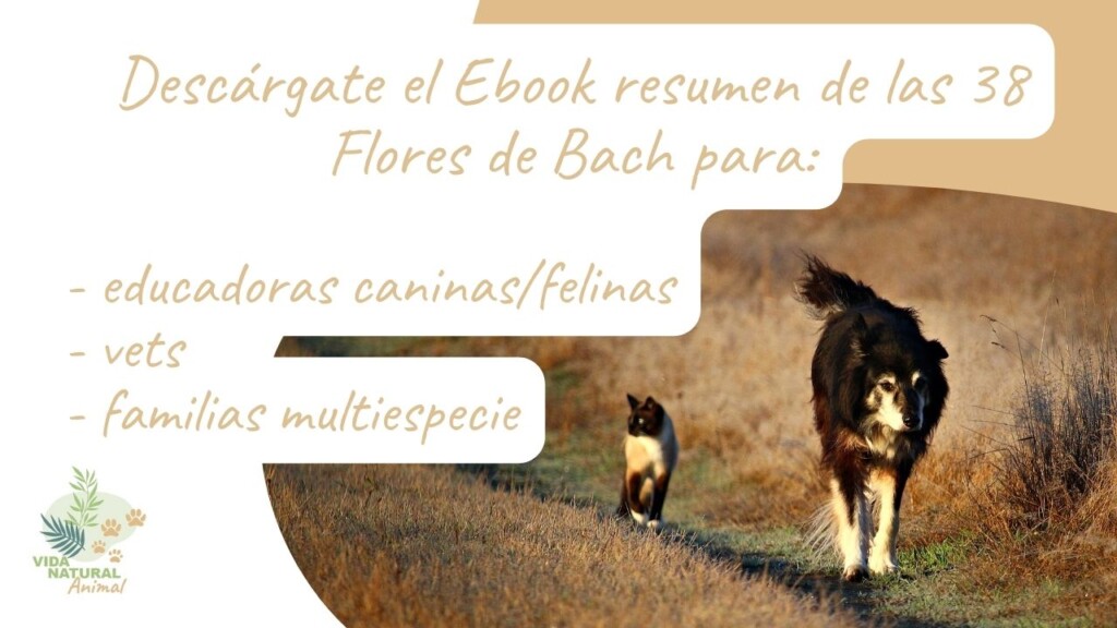 descárgate las 38 flores gente
