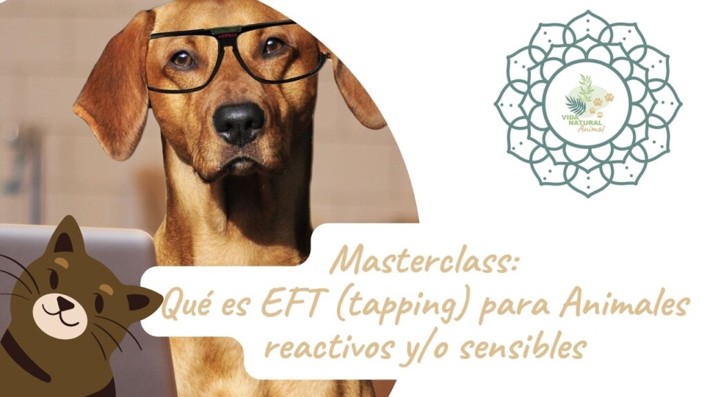 canva lmg eft masterclass